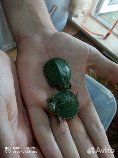 Мини черепашки