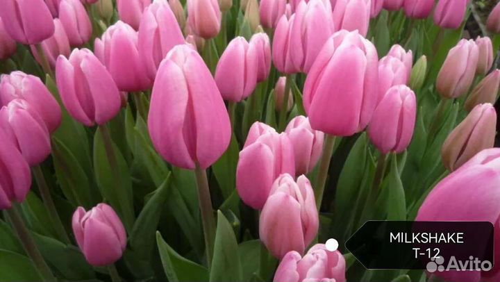 Луковицы тюльпанов