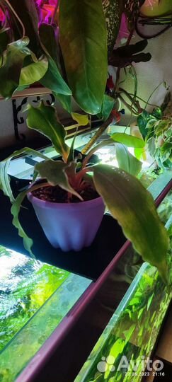 Хлорофитум грин оранж