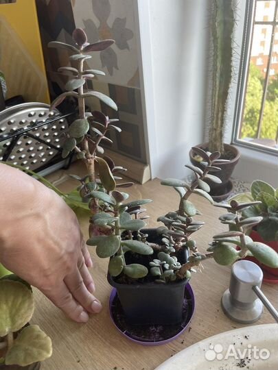 Денежное дерево