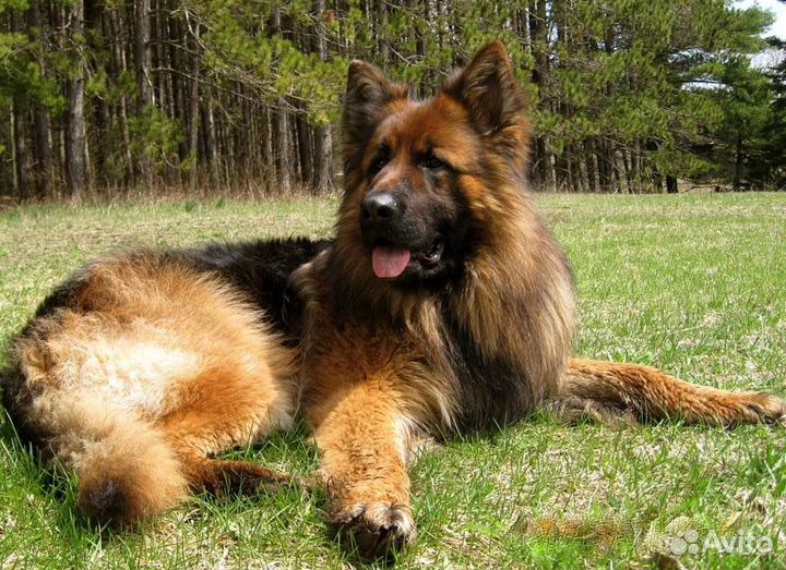 Щенки немецкой овчарки