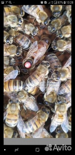 Пчело матки