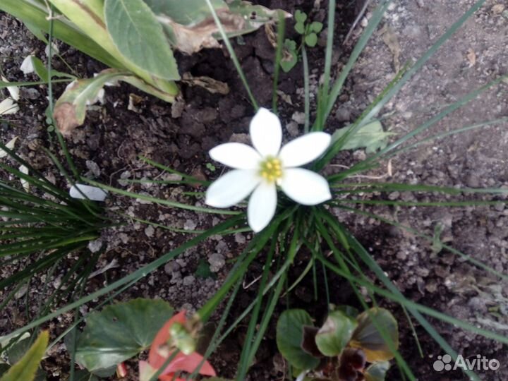 Зефирантес