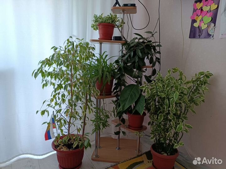 Комнатные растения, цветы