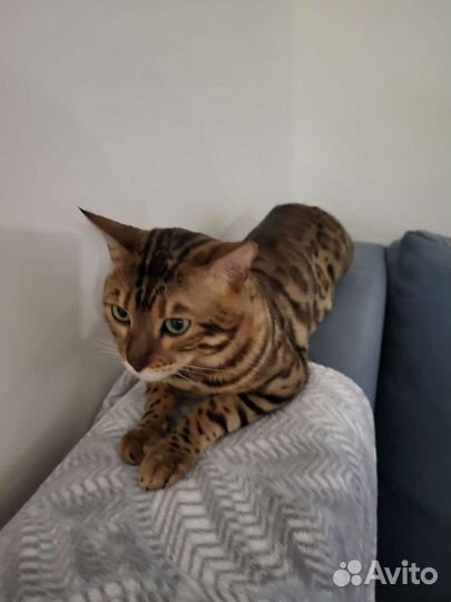 Бенгальский кот вязка