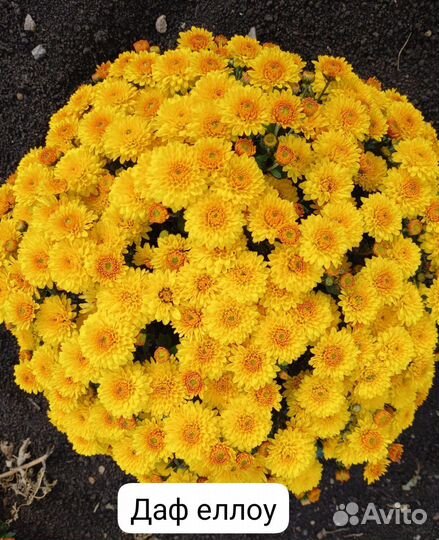 Хризантемы корейские и мультифлоры