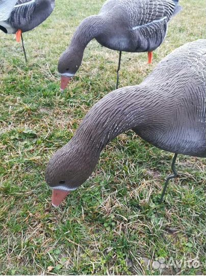 Чучела для охоты гусь softplast А комплект