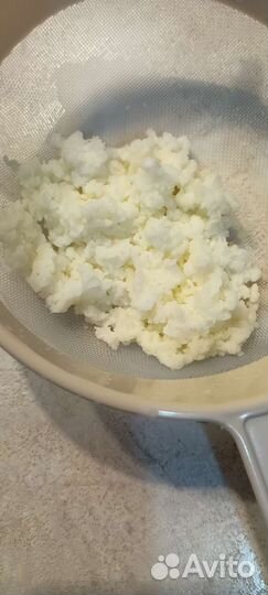 Чайный гриб, молочный гриб