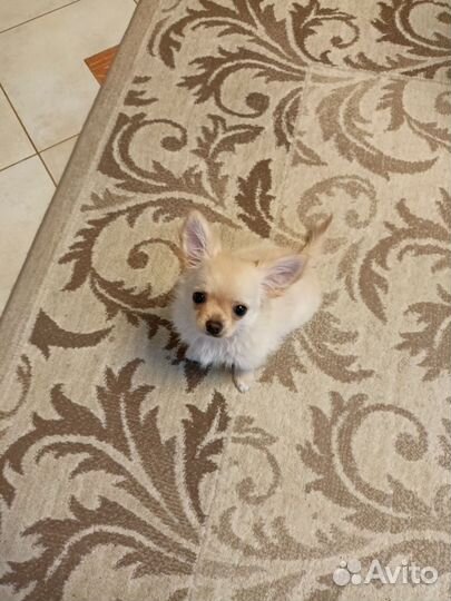 Щенки чихуахуа