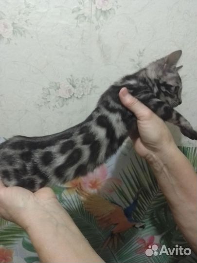 Бенгальские котята