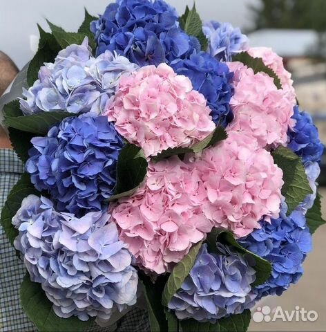 Букет из гортензий доставка
