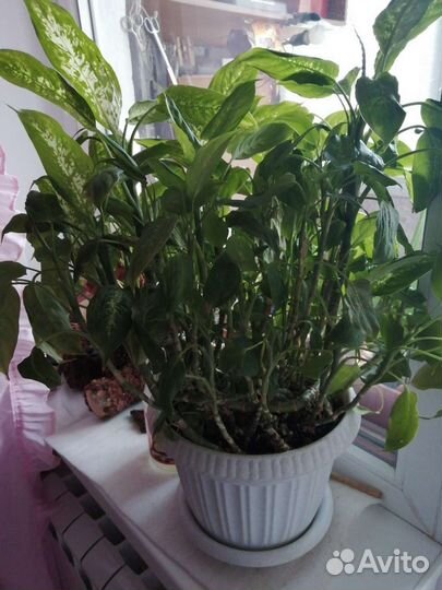 Диффенбахия