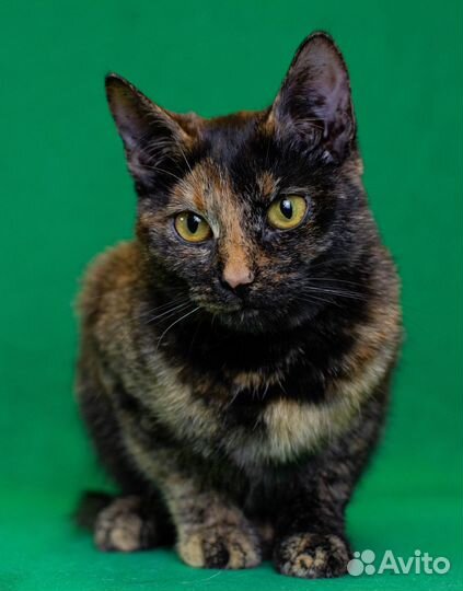 Трехцветная кошка 1 год в дар