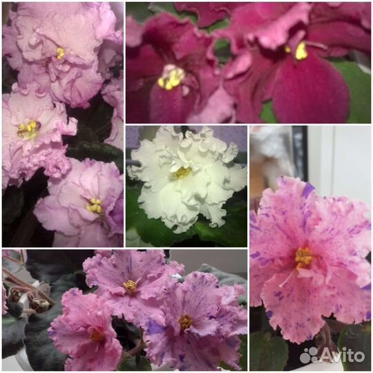 Фиалочки (детки)