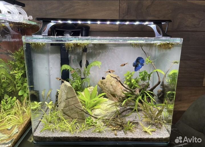 Аквариумы группой