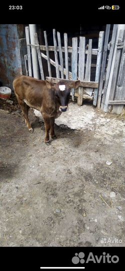 Корова с теленком