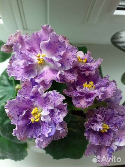 Фиалка Новогодняя сказка