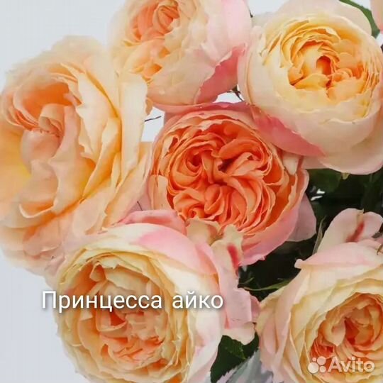 Саженцы японских роз