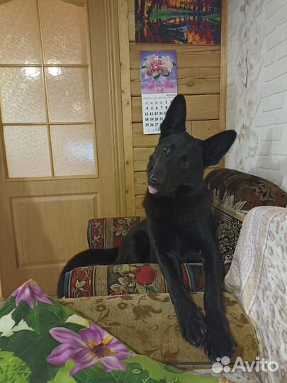Вязка с чёрным немцем