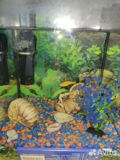 Аквариум-куб 23л с рыбками и всем необходимым дети