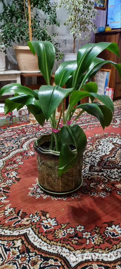 Эухарис амазонская лилия