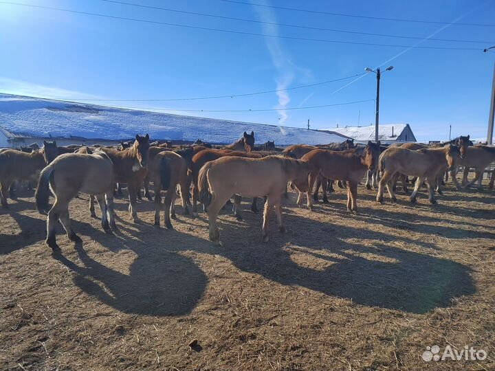 Кобылки 2023 года