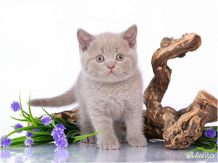 Мальчик в разведение и другие котята