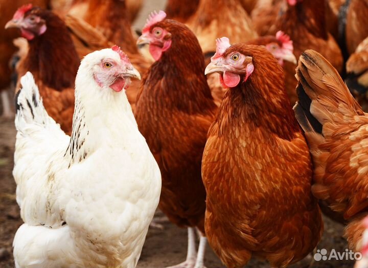 Курица-несушка с бесплатной доставкой в районе