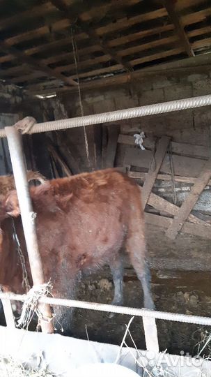 Бычки и тёлочки