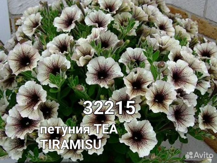 Вегетативная Рассада