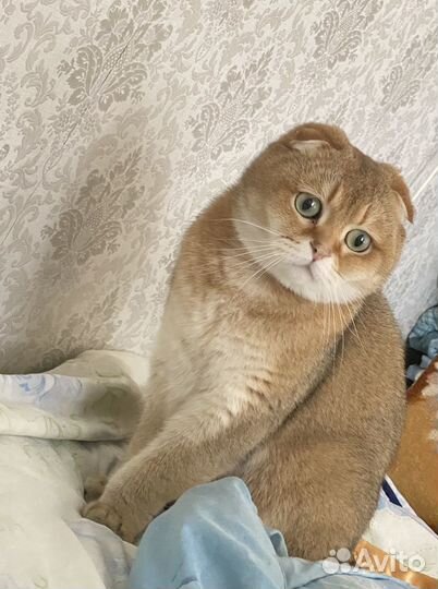 Передержка животных