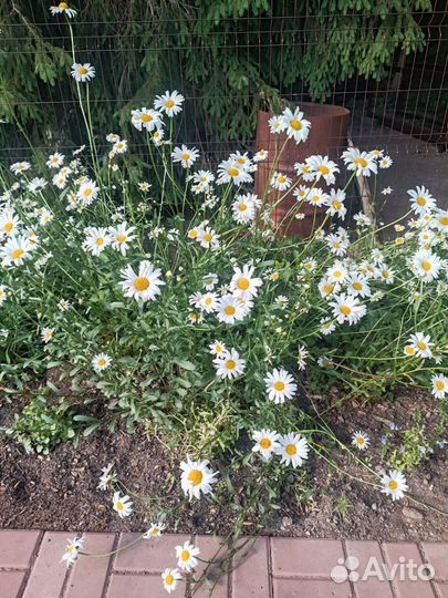 Нивянник, ромашка садовая