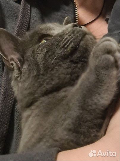 Восхитительный котенок