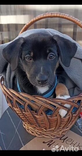 Щенок Мишка 3,5 мес