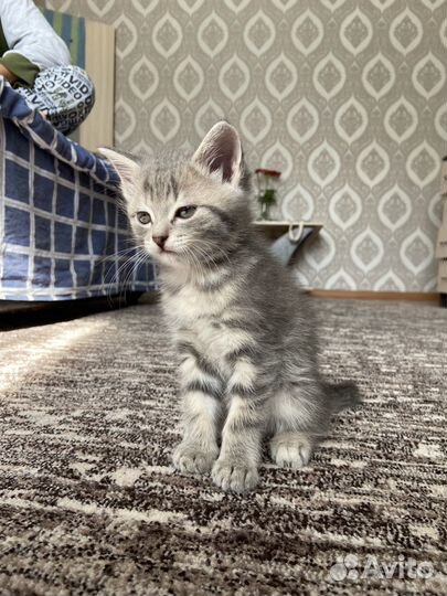 Отдам котёнка в добрые руки