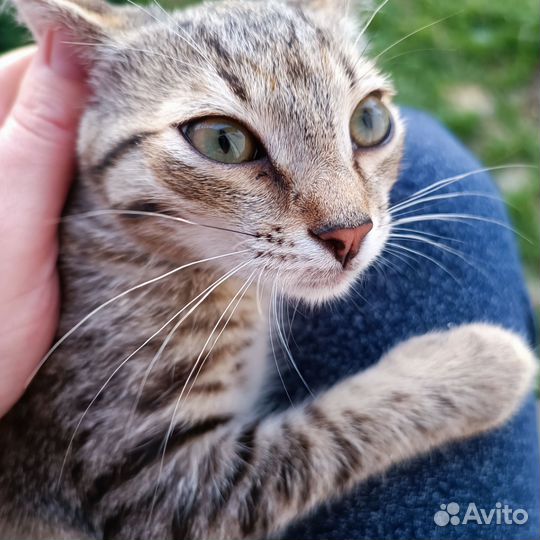 Кошка в дар бесплатно