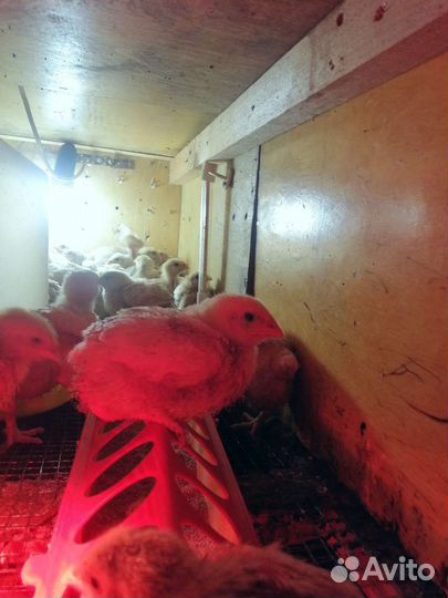 Бройлеры кобб 500