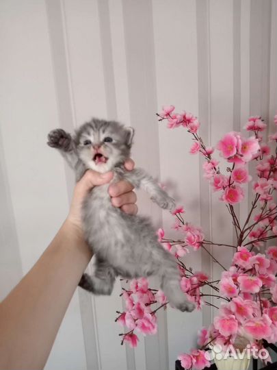 Британские котята