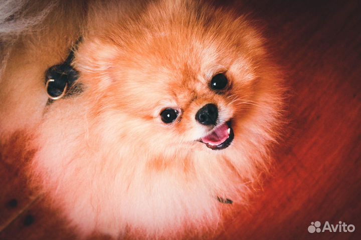 Передержка домашних животных. Зоогостиница