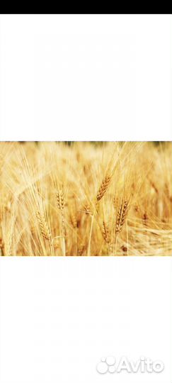 Зерно пшеница