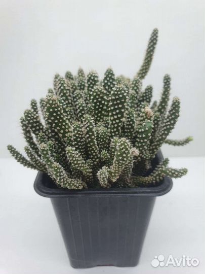 Суккуленты разные