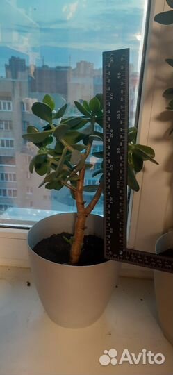 Толстянка денежное дерево