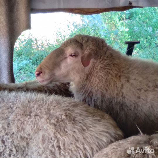 Продам барана