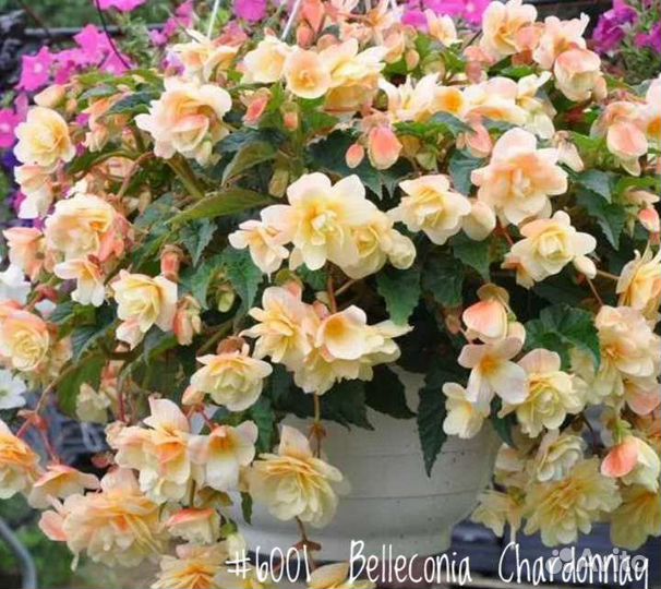 Бегония Махровая Ампельная-Begonia Belleconia