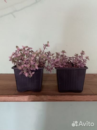 Коллизия розовая пантера