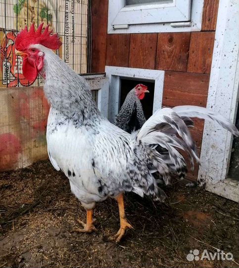 Инкубационное яйцо и цыплята