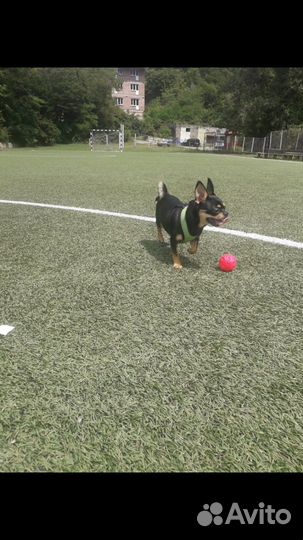 Вязка чихуахуа