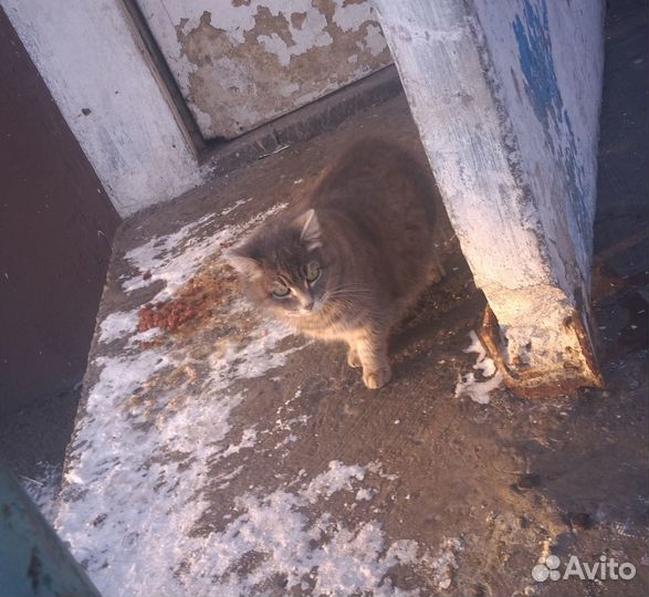 Кошечку в добрые руки