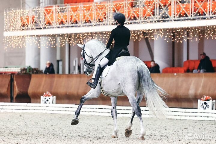 Обучение верховой езде. Конный спорт