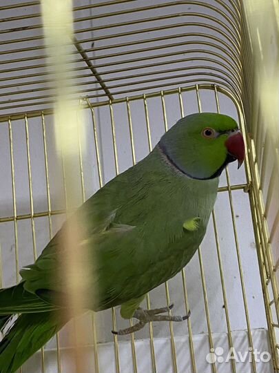 Ожереловый попугай